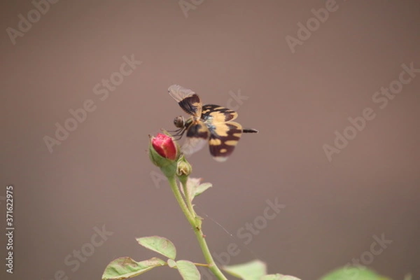 Obraz Picturewing fly on flower