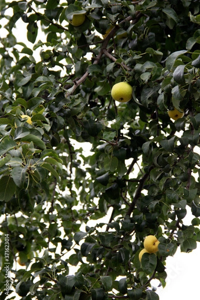 Obraz Ripe pears on a cloudy summer day.