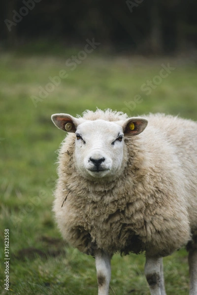 Obraz Sheep
