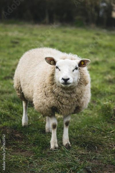 Obraz Sheep