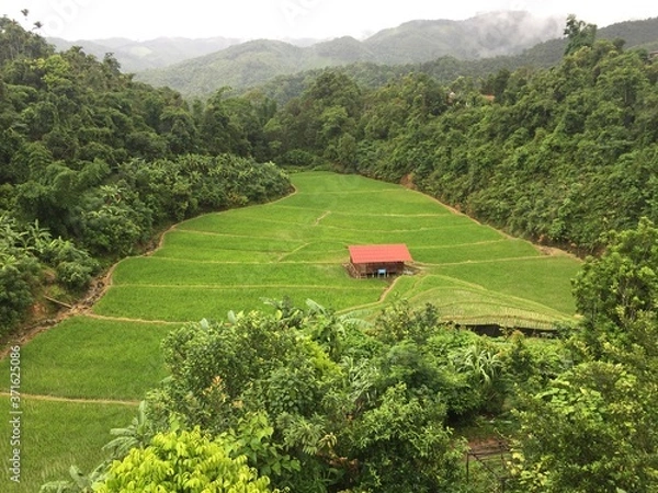 Obraz Green rice field  in raining seson