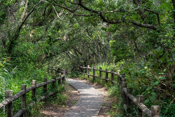 Obraz 日の入る木々の道