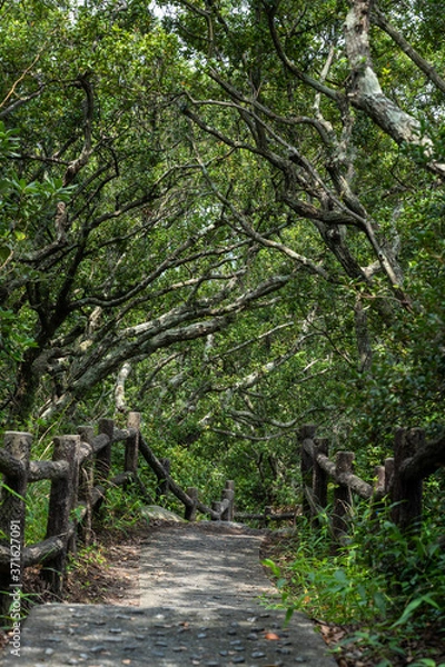 Obraz 日の入る木々の道