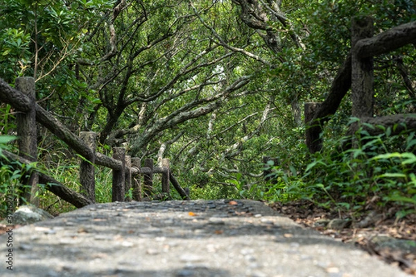 Obraz 日の入る木々の道
