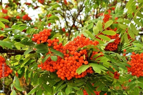 Obraz red and yellow