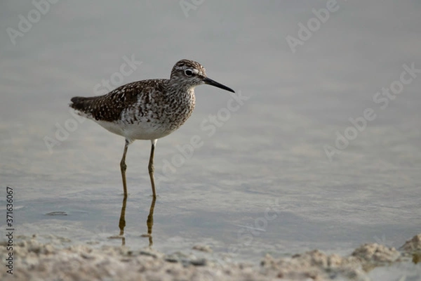 Fototapeta Wood Sandpiper at Asker marsh, Bahrain