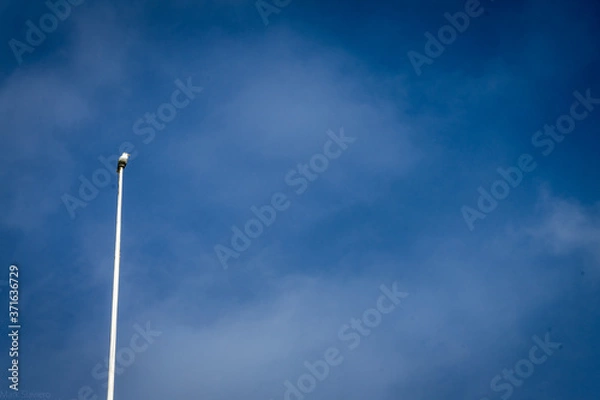 Obraz Bird on a pole