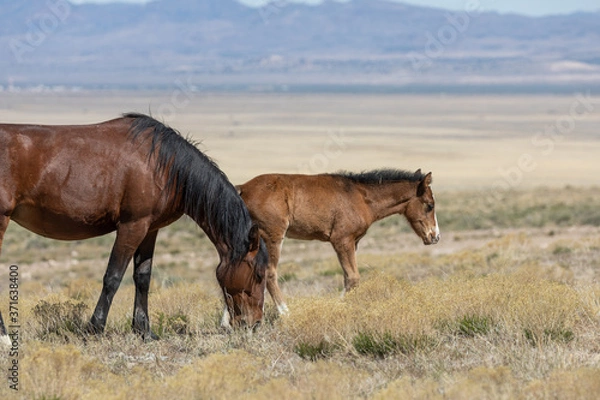 Fototapeta Wild Horse Mare and Foal in the Utah Desert