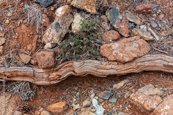 Fototapeta Abstract texture with stones, driftwood and plants sprouting through the sand