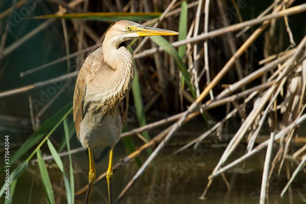 Fototapeta Ardea purpurea, juvenile bird in the lagoon, Spain