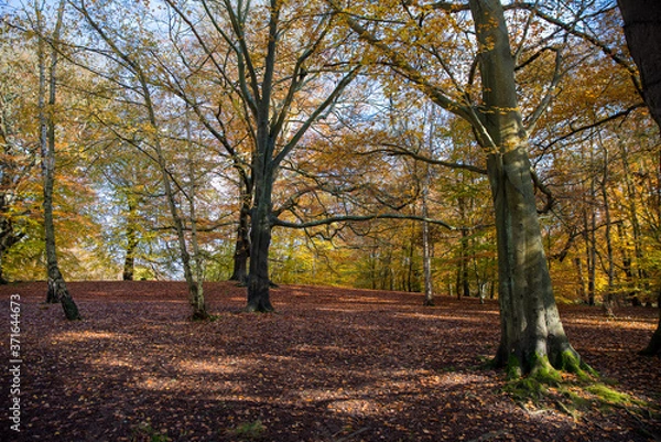 Fototapeta Autumn Colours