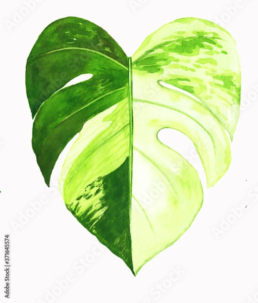 Fototapeta watercolor painting of leaf