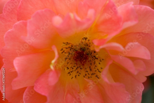 Obraz Close up red rose flower