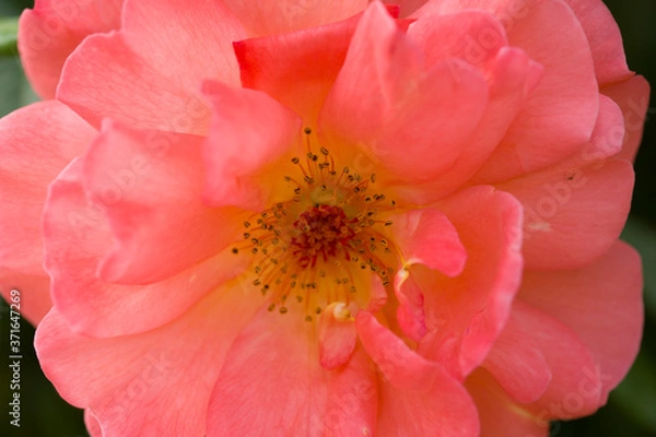 Obraz Close up red rose flower