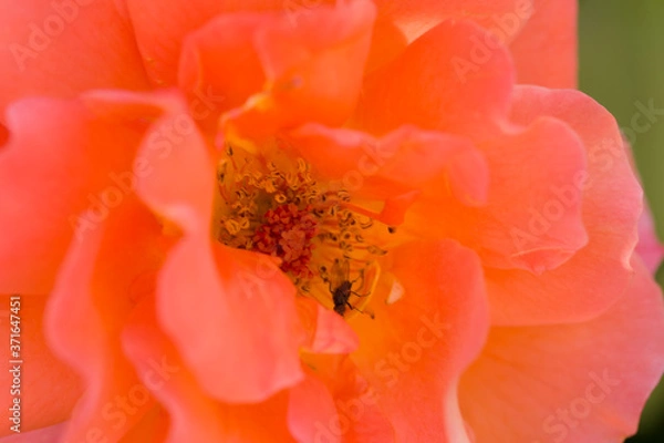 Obraz Close up red rose flower