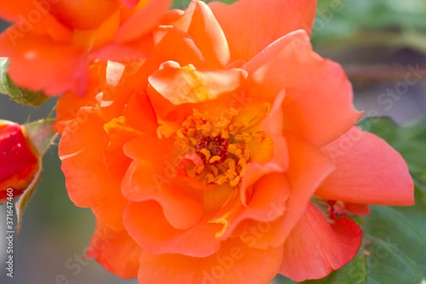 Obraz Close up red rose flower