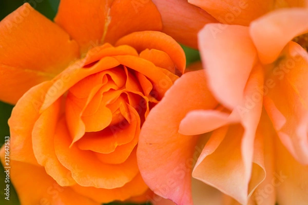 Obraz Close up red rose flower