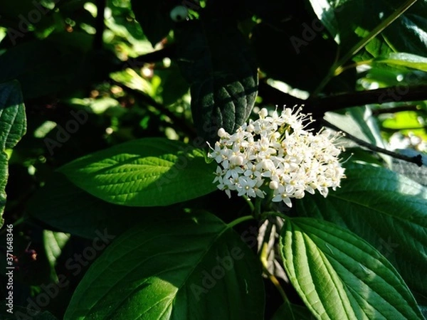 Fototapeta white flowers