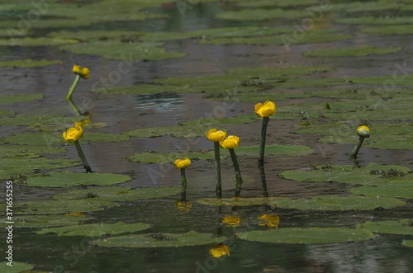 Fototapeta Rodzina grążeli