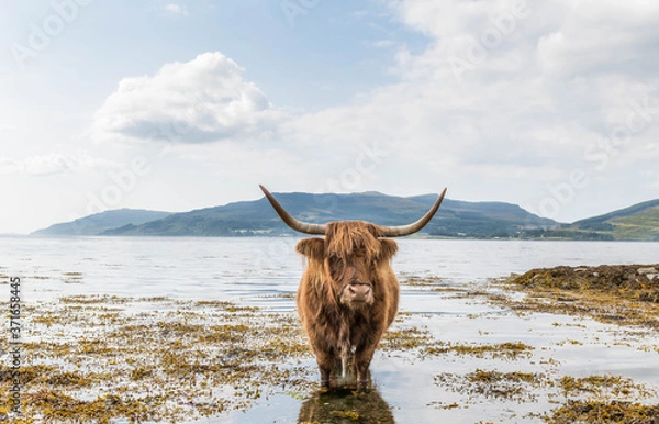 Obraz Highland cow cooling down