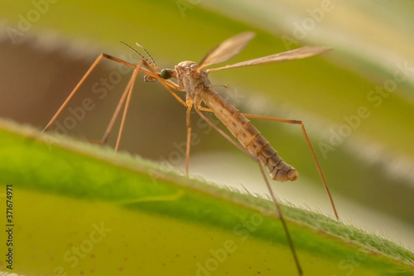 Obraz Cranefly on a leaf