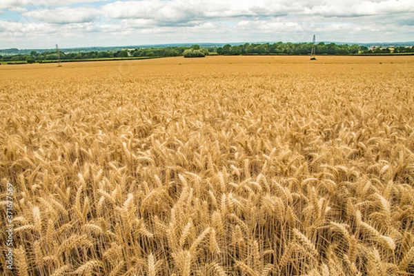 Fototapeta Organic Wheat farm growing fields of barley Moody dramatic