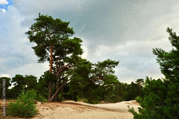 Obraz Soester Duinen
