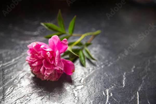 Obraz Pink Flower on Gray Slate