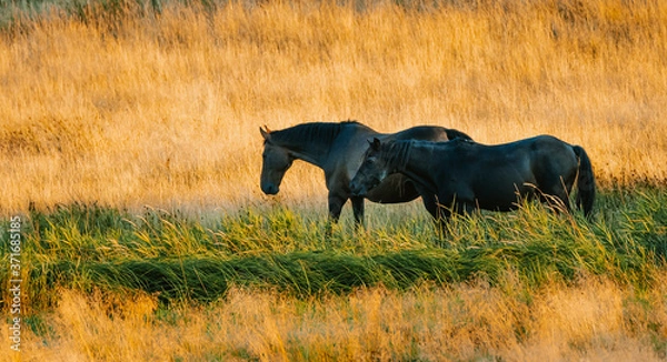 Fototapeta Two horses in feeding in the grass in summer