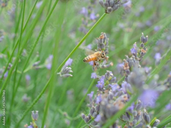 Fototapeta ラベンダーから蜂蜜を集める蜜蜂