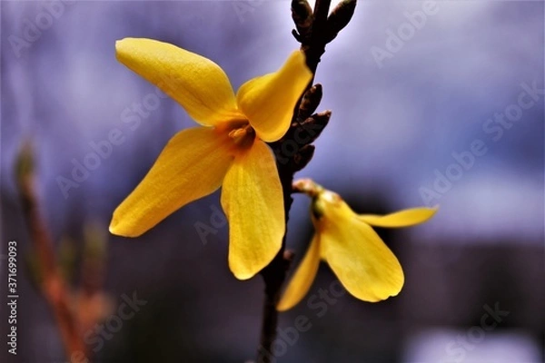 Obraz Spring Forsythia