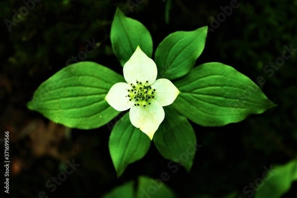 Obraz Bunch Berry Dogwood