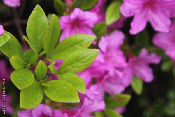 Obraz pink hydrangea flowers