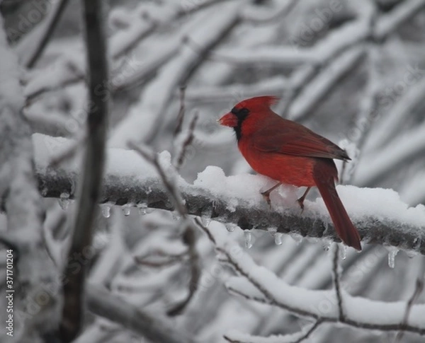 Obraz cardinal in snow