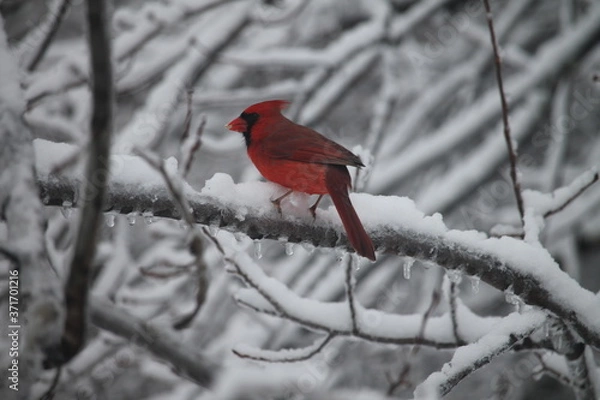 Obraz cardinal on a branch