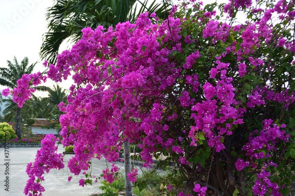 Obraz Bougainvillea