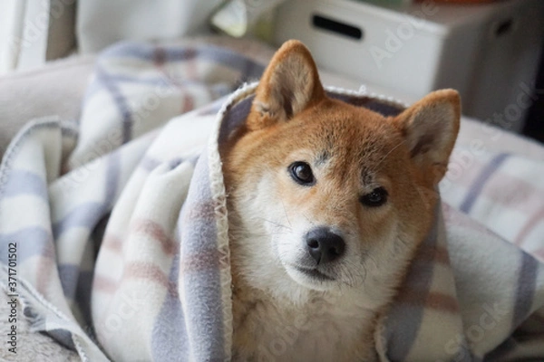 Fototapeta 室内でくつろぐ柴犬