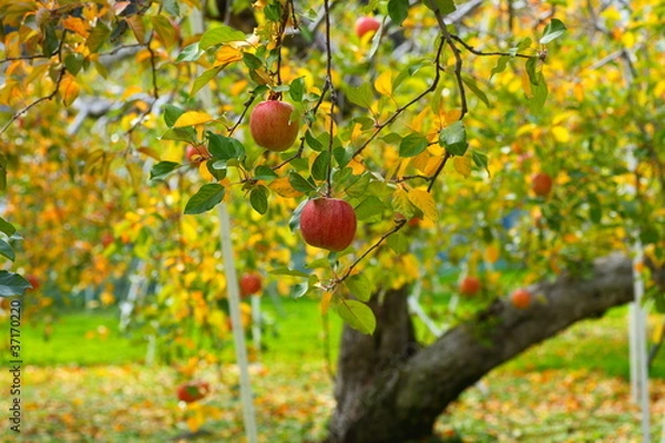 Obraz りんごの木