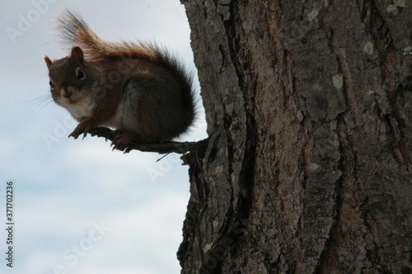 Obraz squirrel on a tree