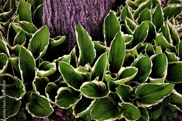Obraz Hosta and Aspen