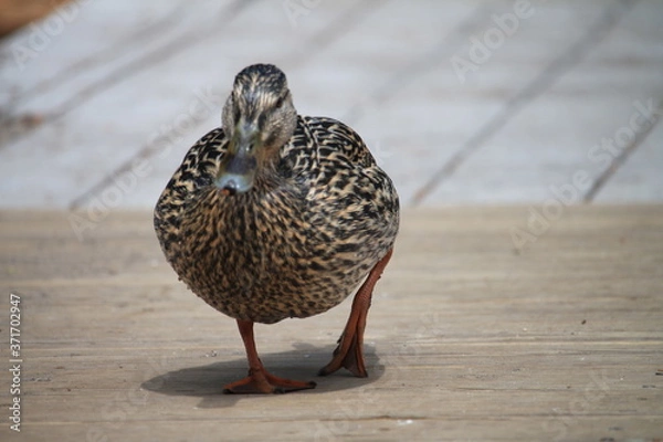 Obraz female mallard duck