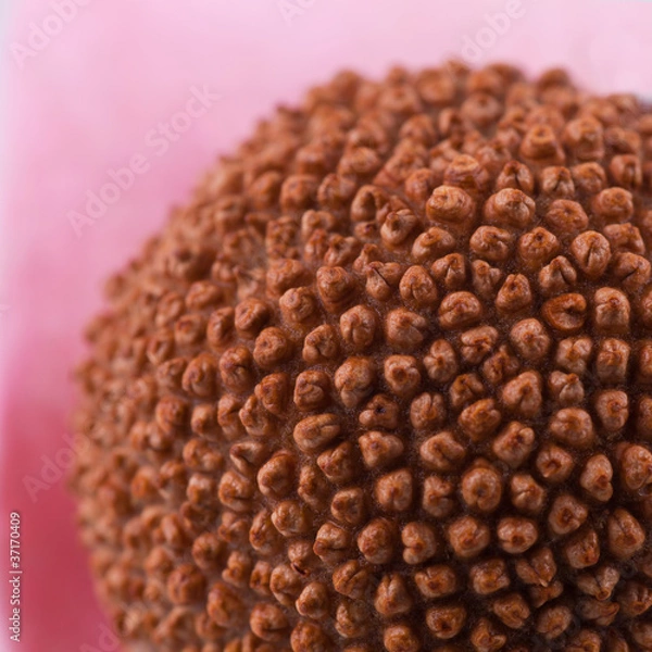 Obraz Fruto de plátano de sombra