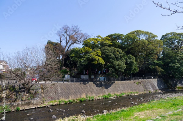 Fototapeta 伊東市の松川遊歩道