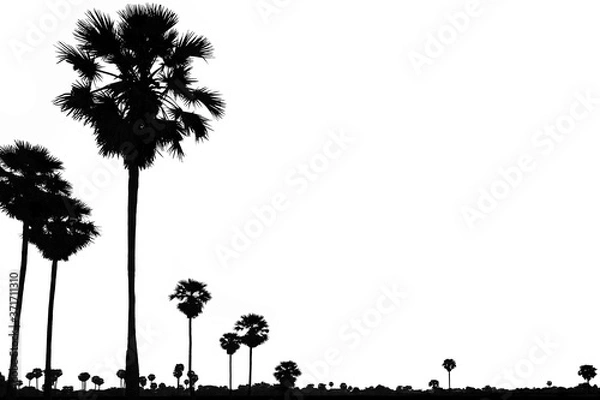Obraz silhouette sugar palm tree (Asian palmyra palm or Palmyra or Brab or Doub or Fan or Lontar or Toddy or Tala or Wine ) on white background at thailand.