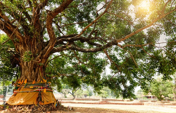 Obraz The leaves and branches of the Giant Bodhi tree (Bo Tree, Pipal Tree,Peepul tree,Sacred tree,Sacred fig Tree) in buddhist temple with sunlight in nature, taken in Thailand.
