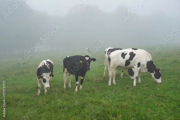 Fototapeta 北海道 霧の城岱牧場