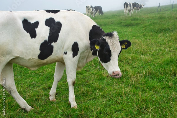 Fototapeta 北海道 霧の城岱牧場