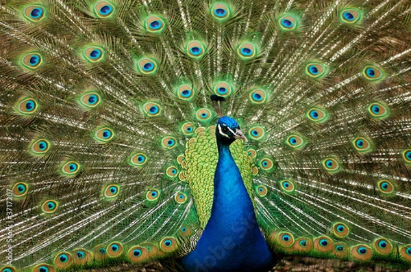 Fototapeta Pfau