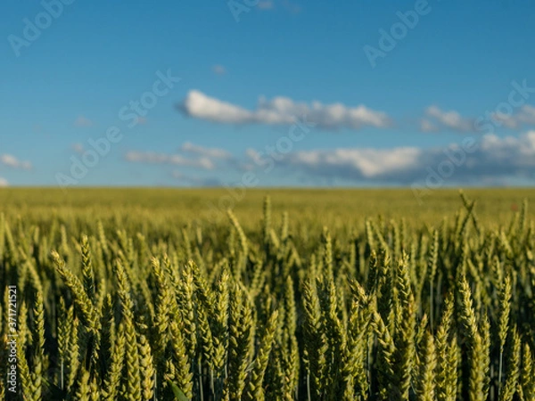 Obraz Getreidefeld