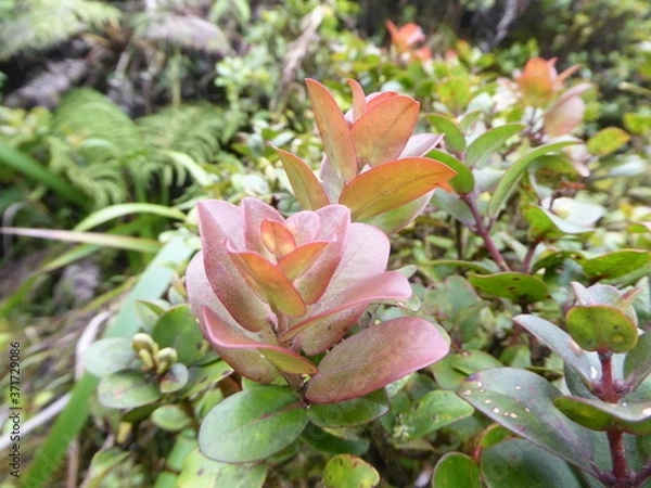 Obraz Hawaiian Plants